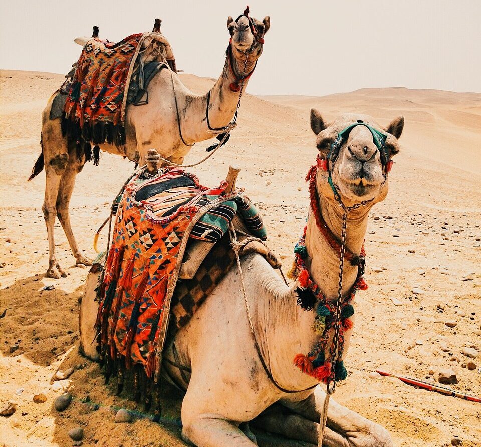 dromadaire camel