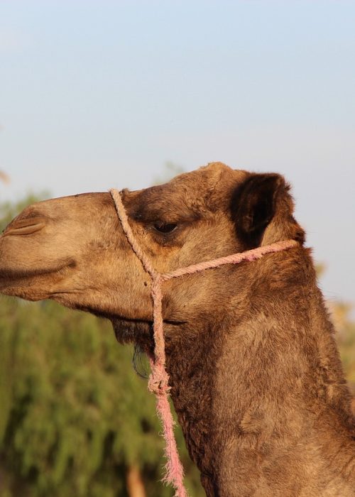 dromadaire palmeraie marrakech maroc camel